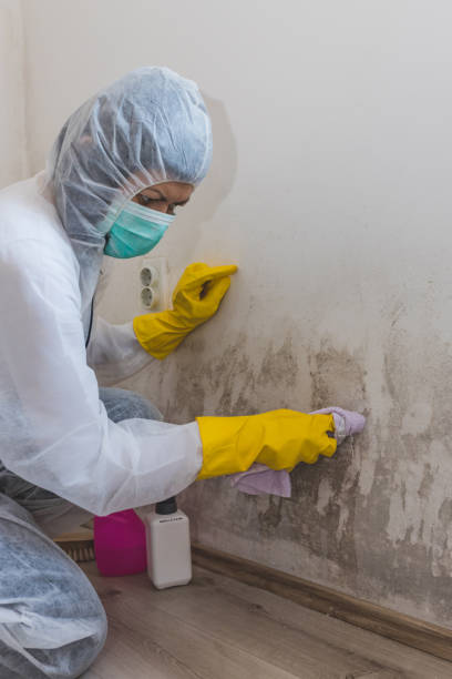 Professional Mold Removal in Woodland Park, NE