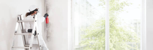 Best Mold Damage Restoration  in Woodland Park, NE
